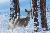 An antlerless deer during winter in a snowy forest.