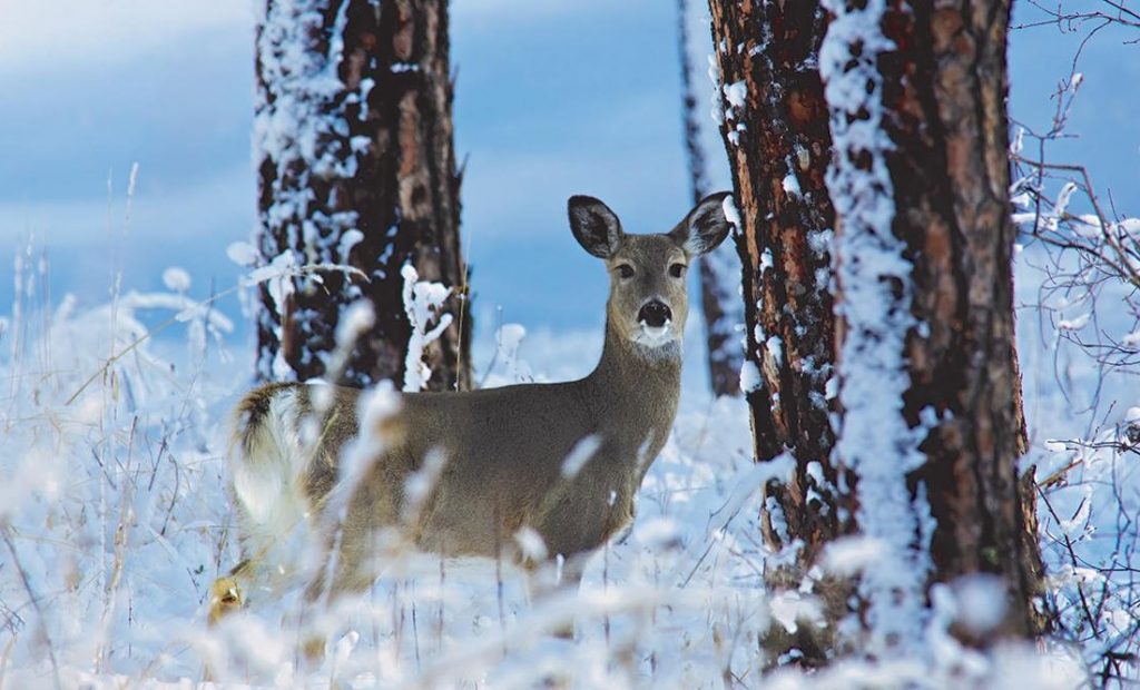 An antlerless deer during winter in a snowy forest.