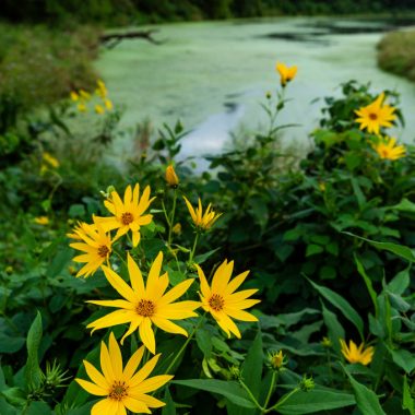 Jerusalem artichoke sunflowers grow near an oxbow lake.