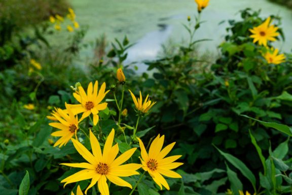 Jerusalem artichoke sunflowers grow near an oxbow lake.