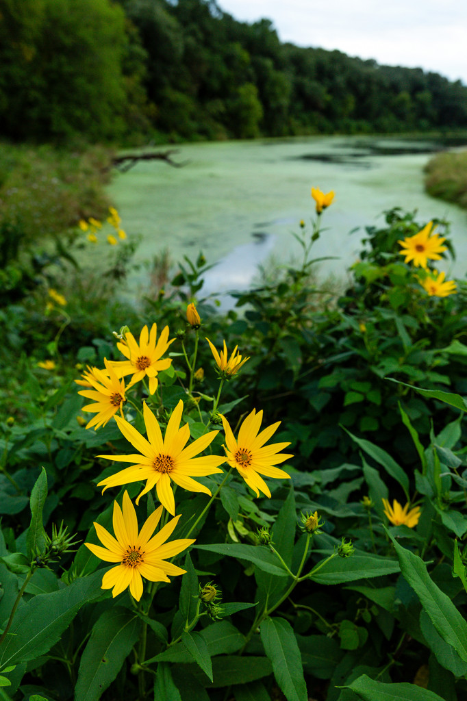 Jerusalem artichoke sunflowers grow near an oxbow lake.