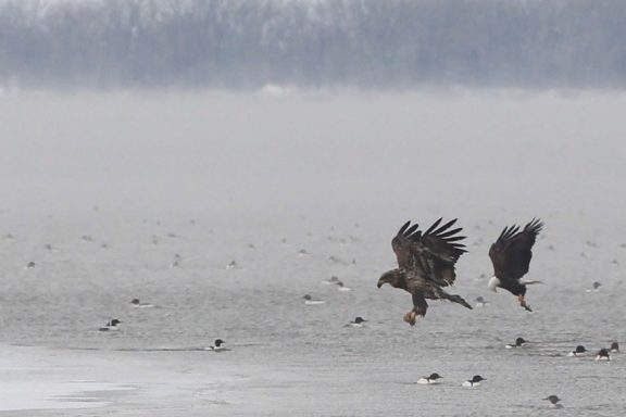 Two bald eagles hunt over open water.