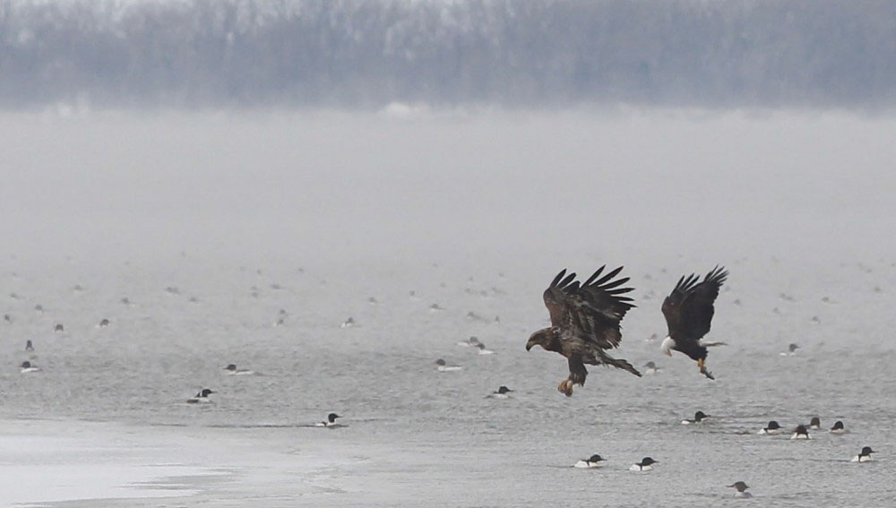 Two bald eagles hunt over open water.