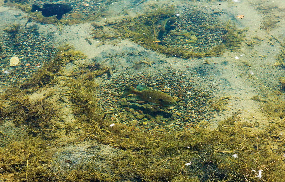 bluegill visible in their beds in a water body