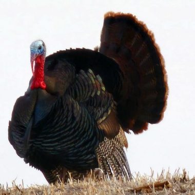 A male turkey standing in a field