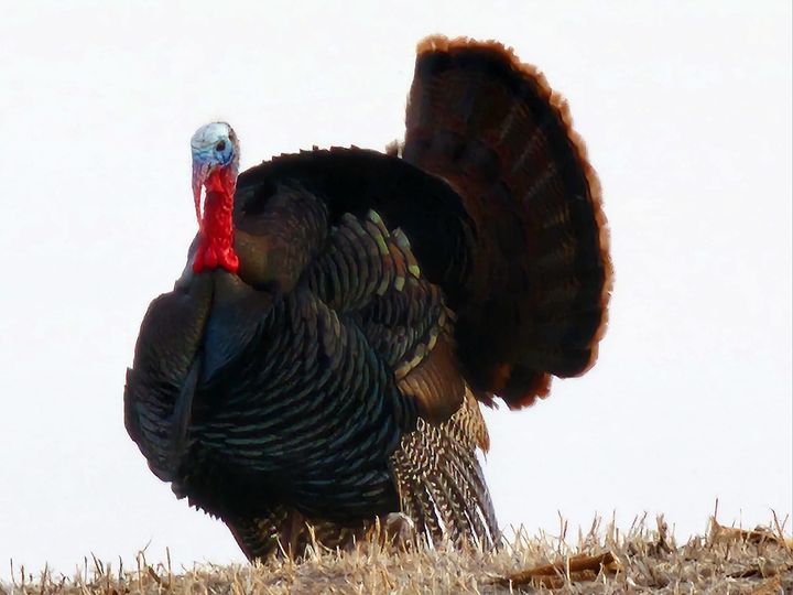 A male turkey standing in a field