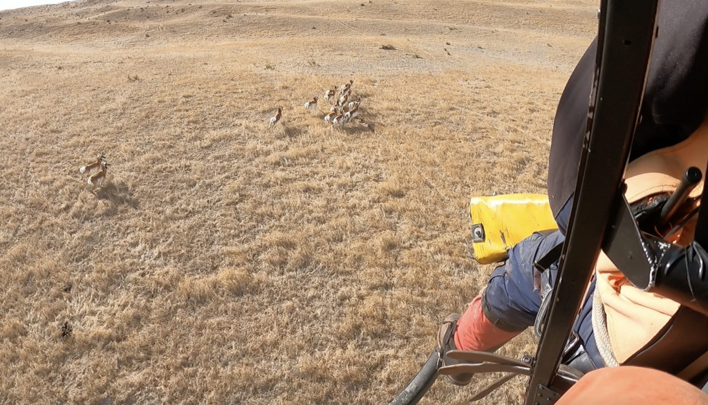 The view of pronghorn running in the Sandhills from the helicopter shortly before the capture net was deployed.