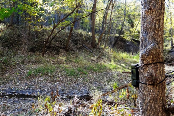 I trail camera on a tree in a wooded area during summer