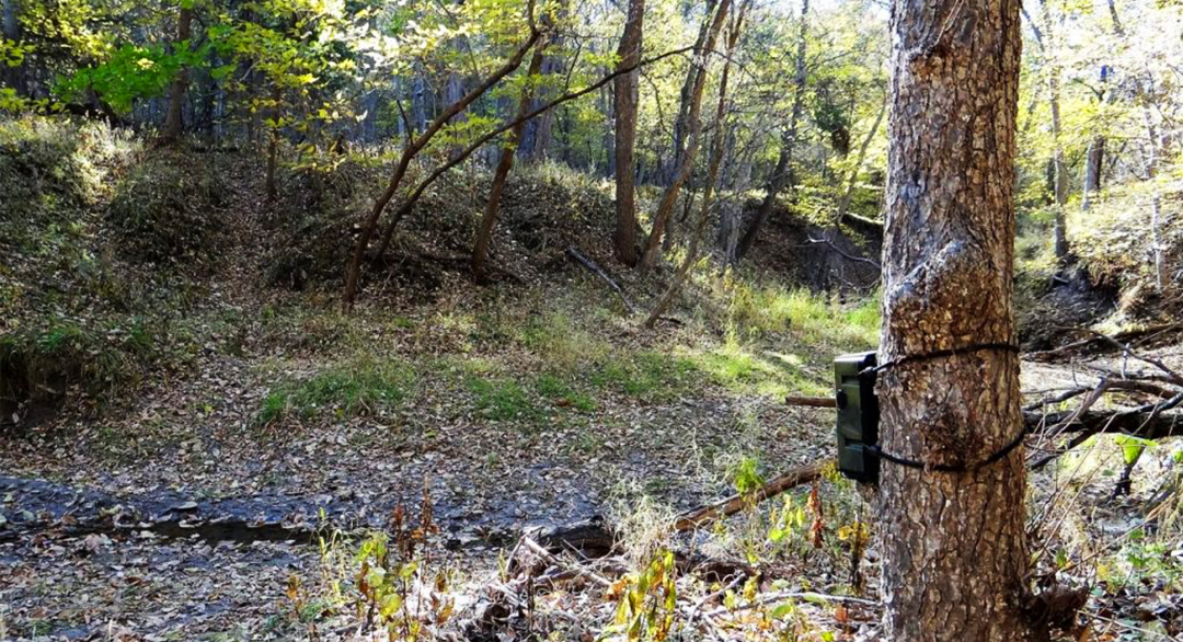 I trail camera on a tree in a wooded area during summer