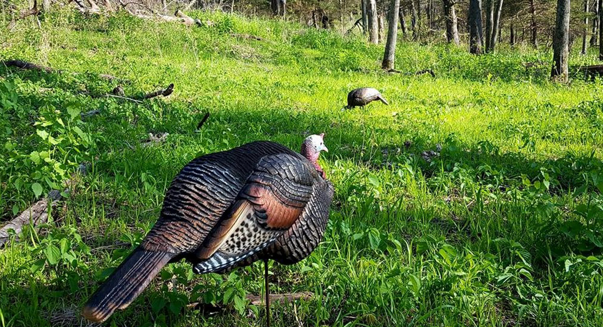 Two turkey decoys placed near a wooded area during late spring.