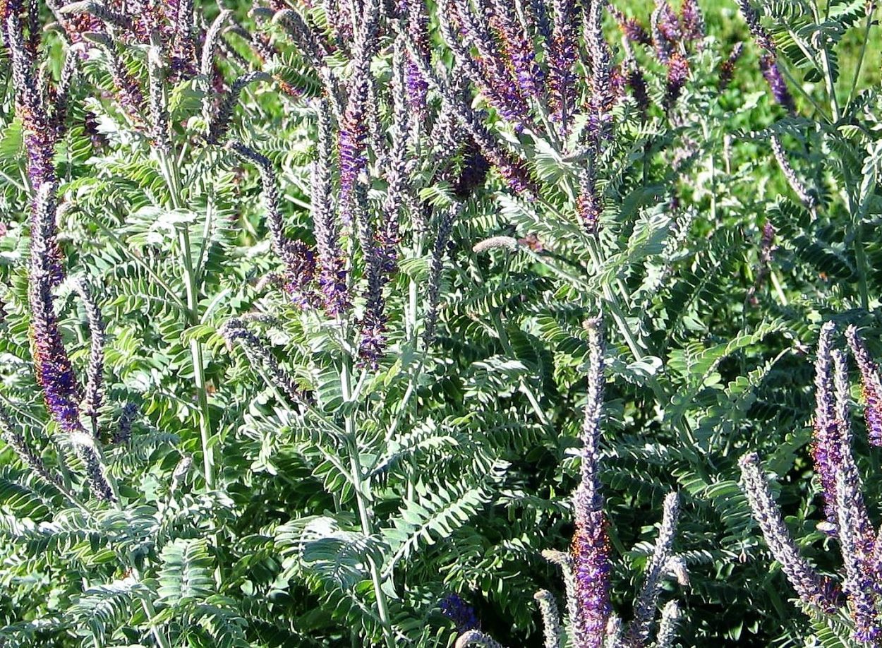 wild leadplant