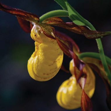 A close-up of the yellow lady's-slipper orchid, its two petals handing down from the plant like yellow slippers.