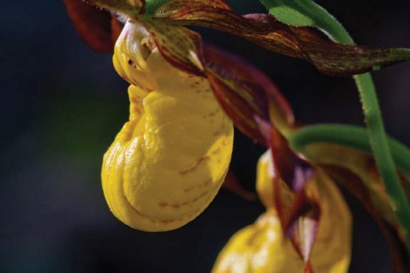 A close-up of the yellow lady's-slipper orchid, its two petals handing down from the plant like yellow slippers.