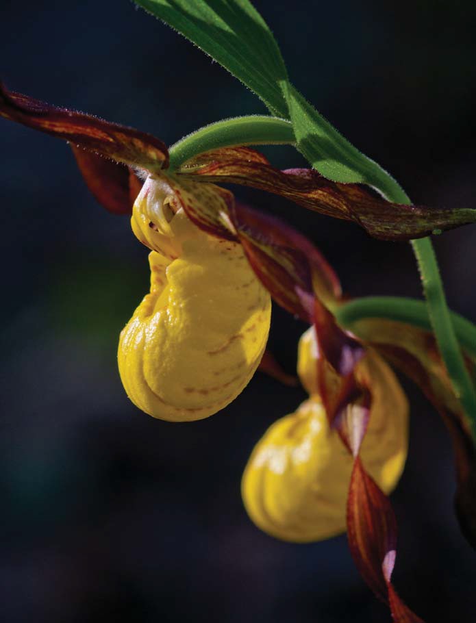 A close-up of the yellow lady's-slipper orchid, its two petals handing down from the plant like yellow slippers.