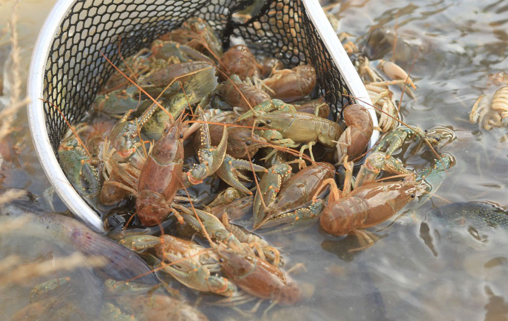 crawdads in a net