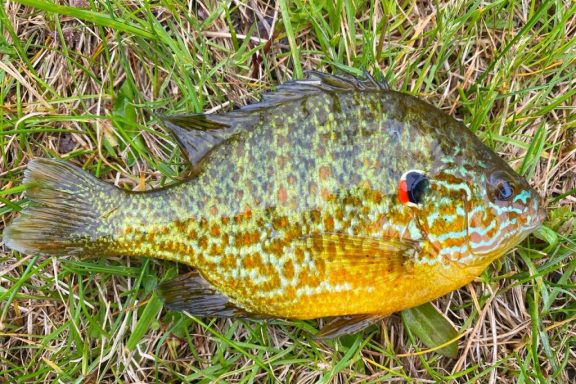 pumpkinseed fish