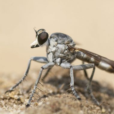 A close-up profile of a robber fly, which looks like a house fly except of its overall gray appearance.