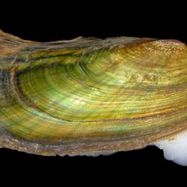 A scaleshell mussel.