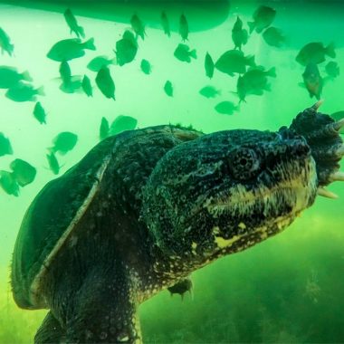 Snapping turtle swimming among bluegills