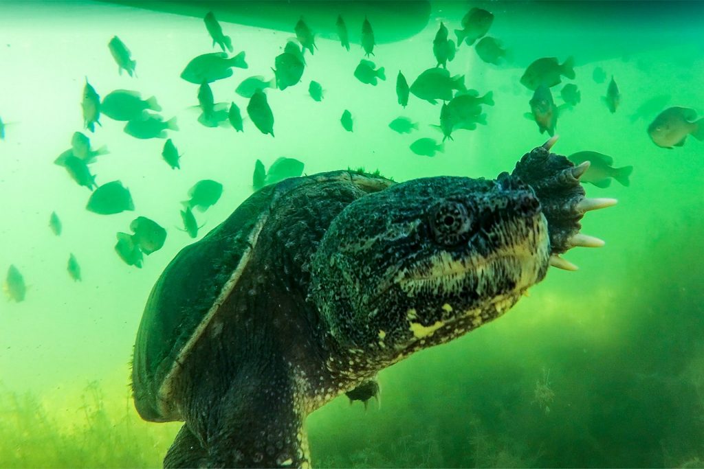 Snapping turtle swimming among bluegills