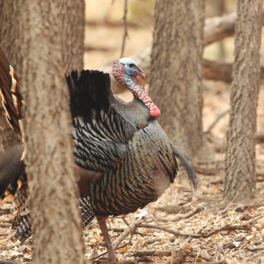 An adult male wild turkey walks through the open woods of a Nebraska woodland.