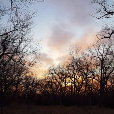 Silhouettes of trees against a sunrise in a forest.