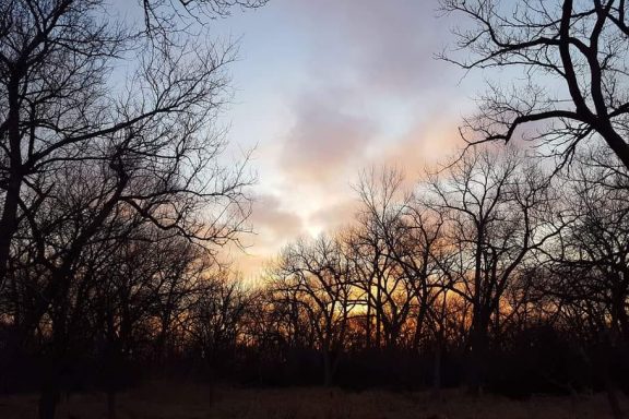 Silhouettes of trees against a sunrise in a forest.