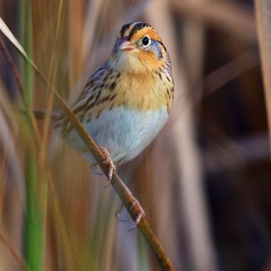 LeConte's sparrow.