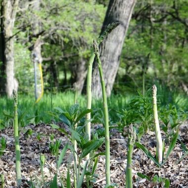 wild asparagus growing in a forest