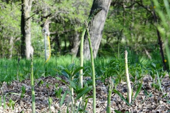 wild asparagus growing in a forest