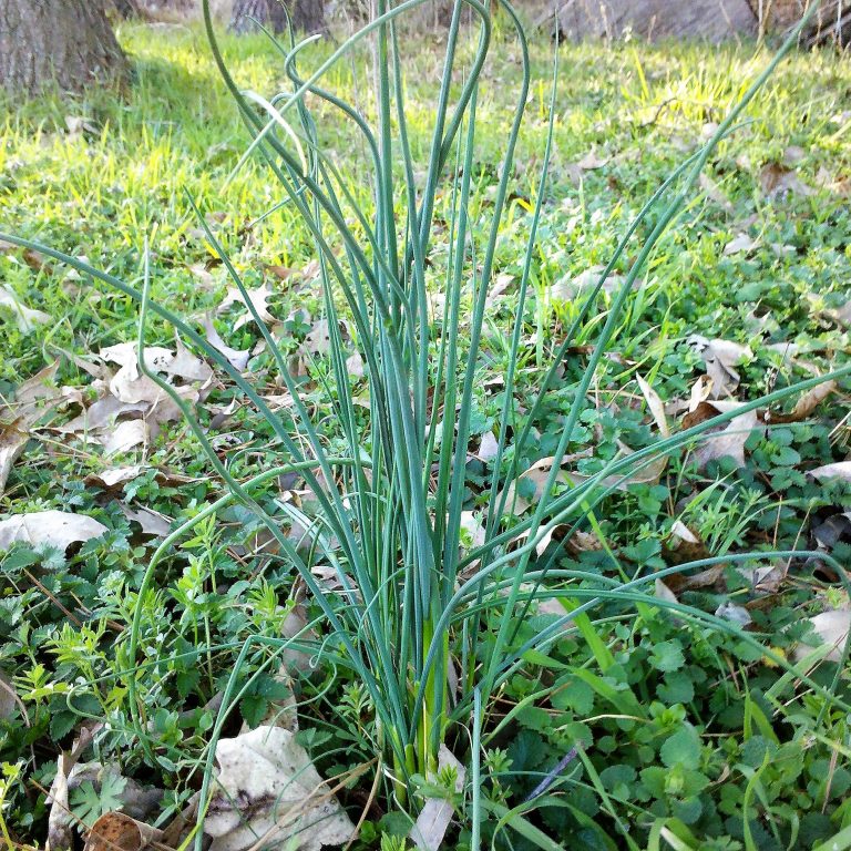 wild onions growing in a yard