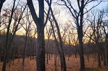 View inside a forest at dusk during winter.