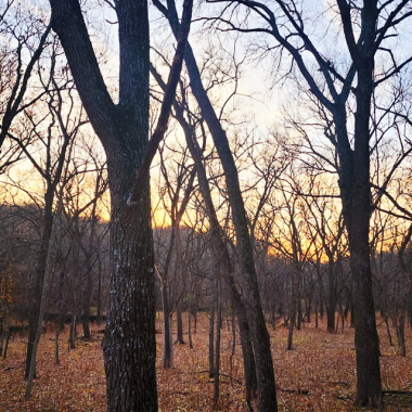 View inside a forest at dusk during winter.