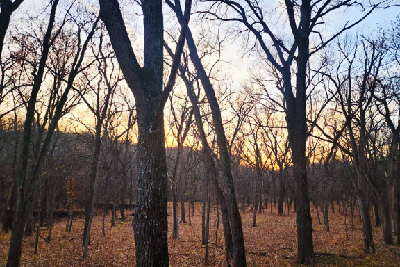 View inside a forest at dusk during winter.