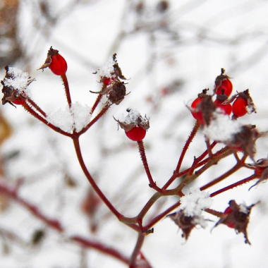 Rose hips covered in snow.