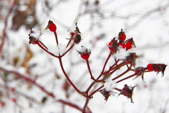 Rose hips covered in snow.