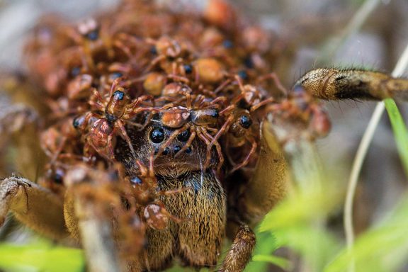 An amazing close-up of a wolf spider, whose head is covered by dozens of baby spiders.