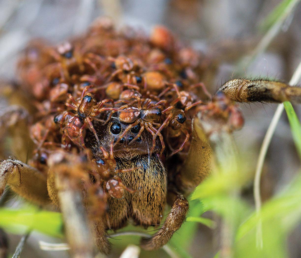 An amazing close-up of a wolf spider, whose head is covered by dozens of baby spiders.