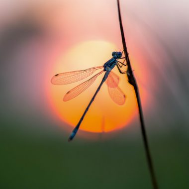 a dragonfly hangs on a plant, silhouetted against a setting sun