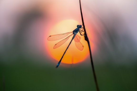 a dragonfly hangs on a plant, silhouetted against a setting sun