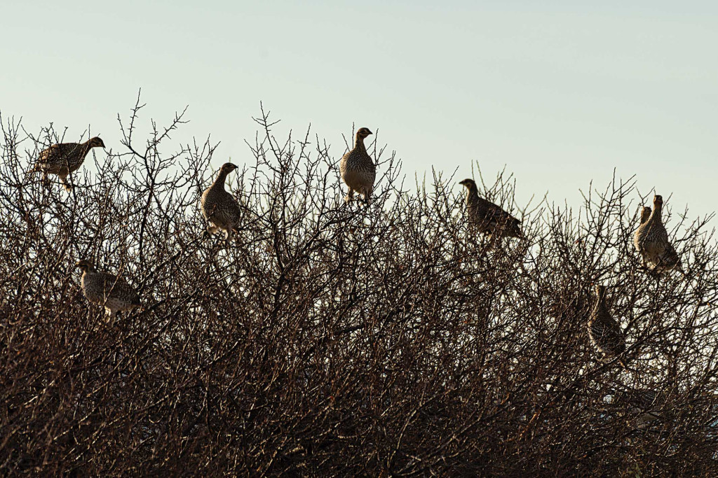 A flock of sharptail grouse gather in a thicket.