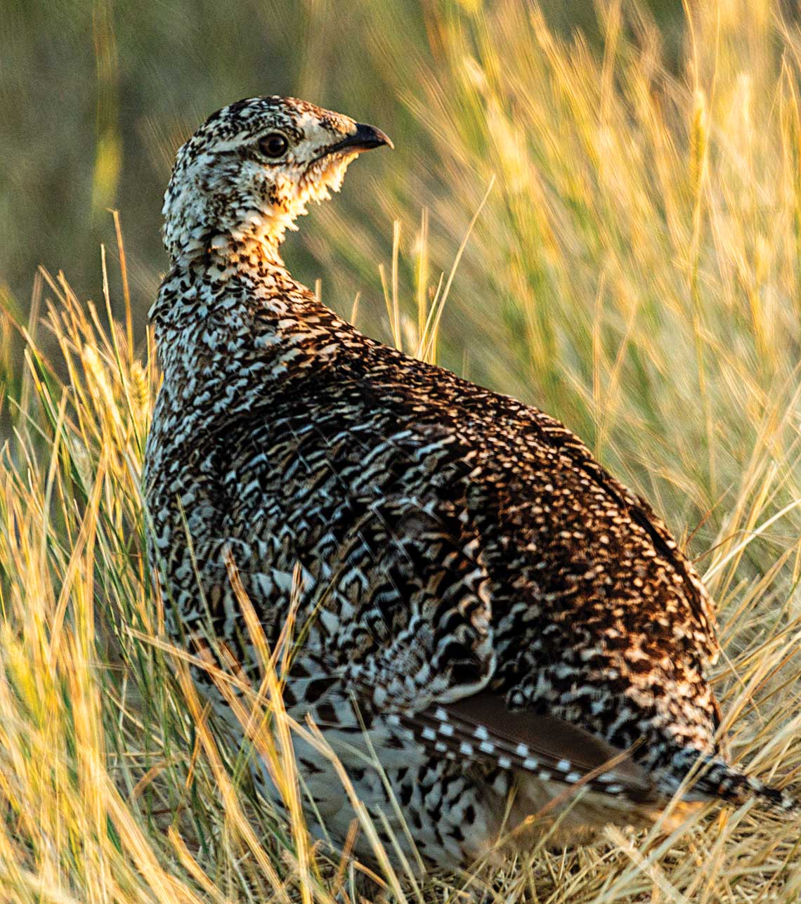 A sharptail grouse in grass.