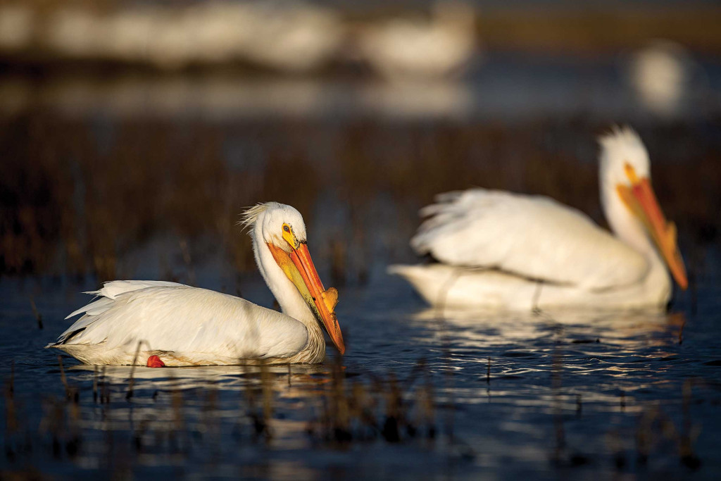 American white pelicans in a wetland.