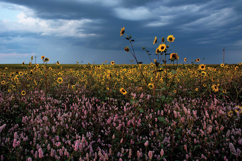 Smartweed and sunflowers bloom on a dry playa.