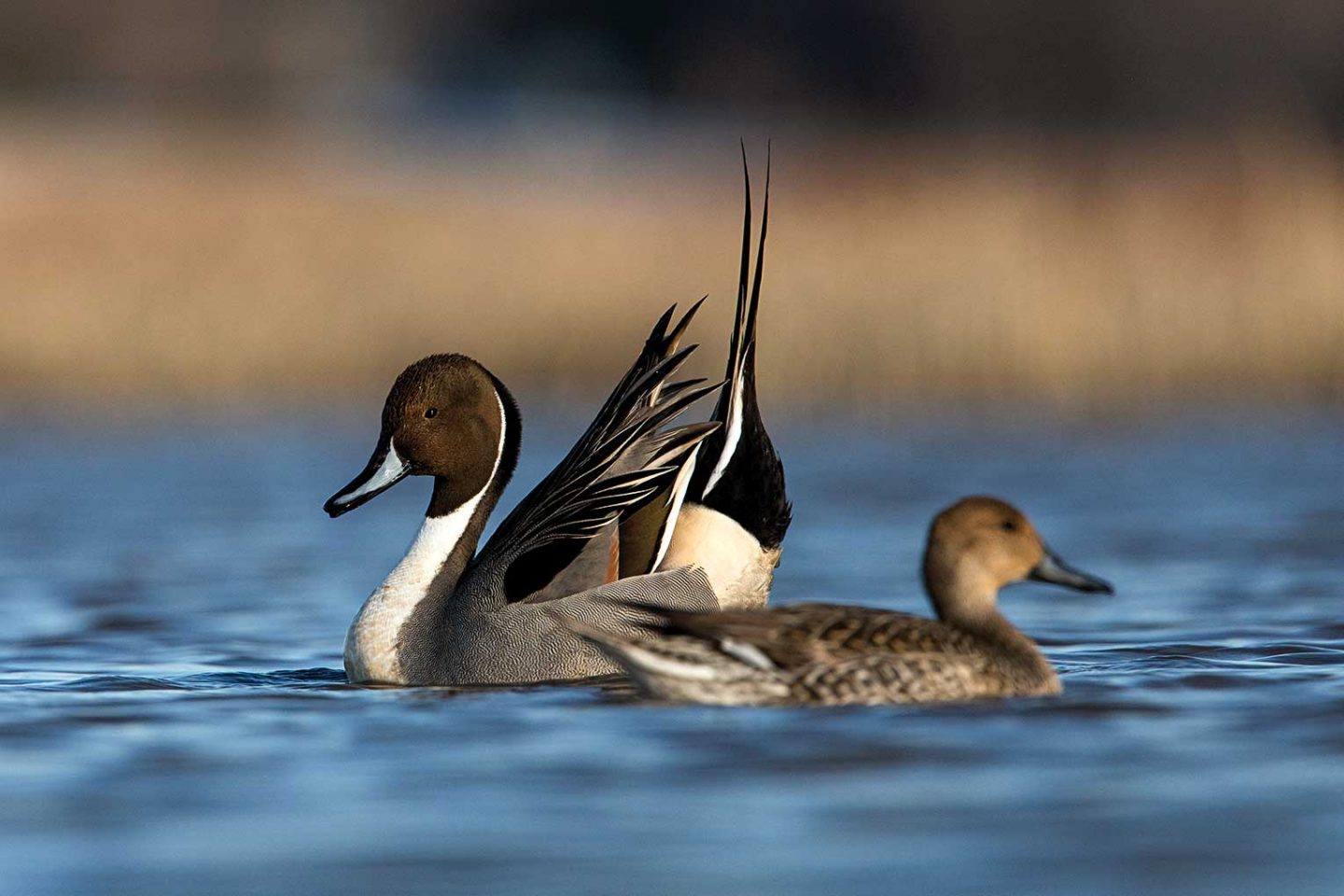 A northern pintail drake performs a courtship display.