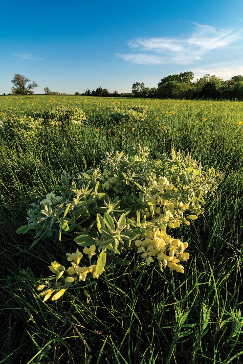 plains wild indigo