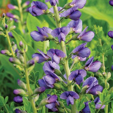 blue wild indigo