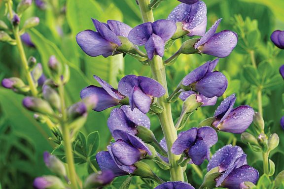 blue wild indigo