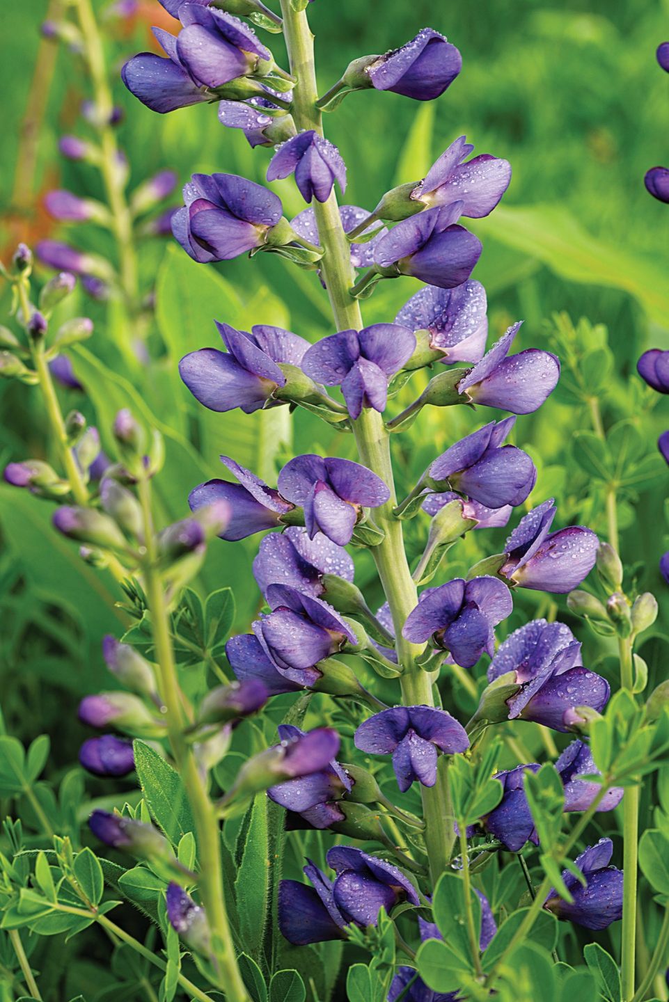 blue wild indigo