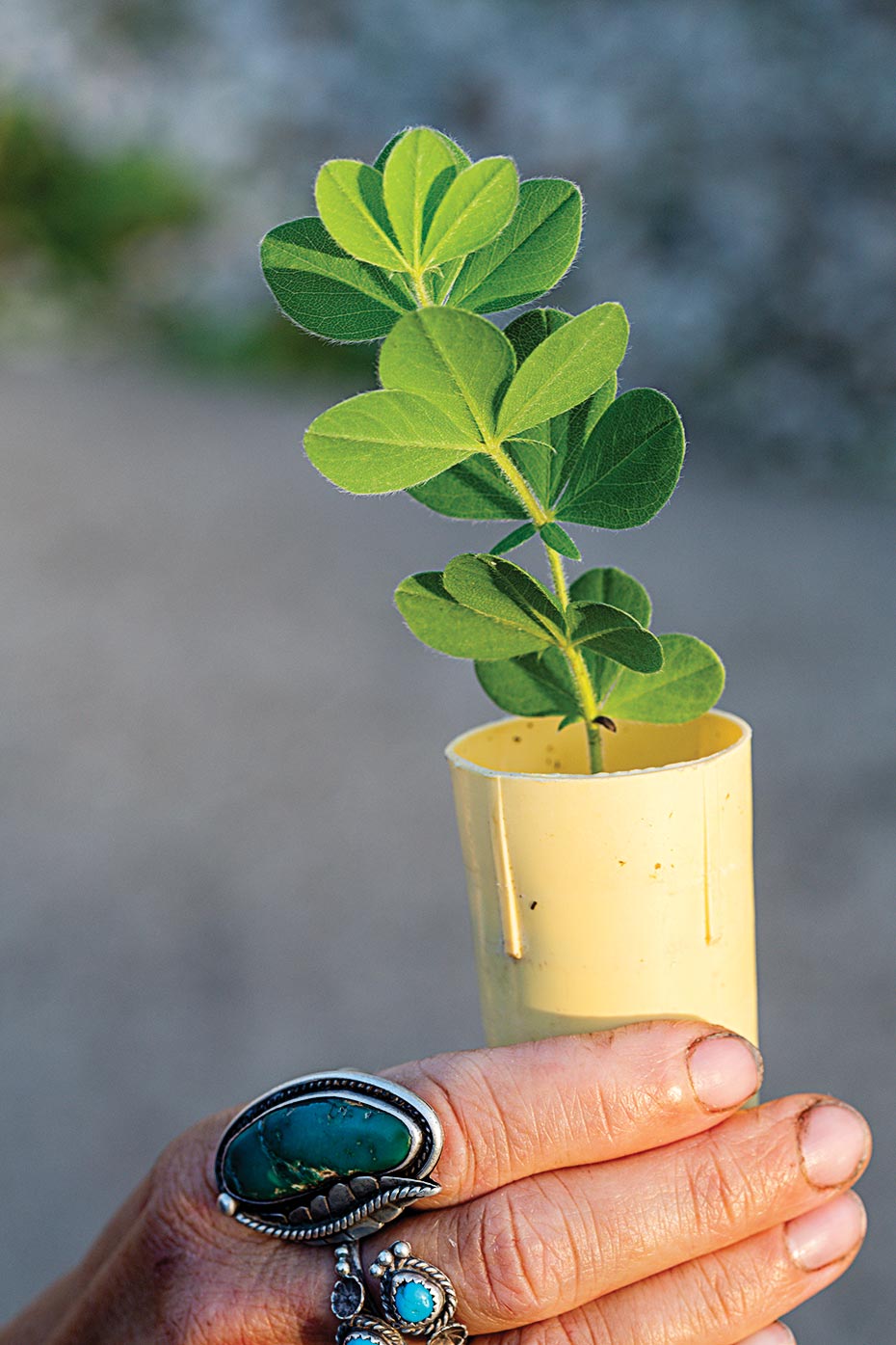 plains wild indigo seedling